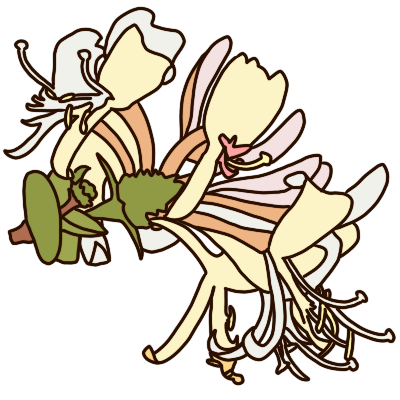 honeysuckle flower